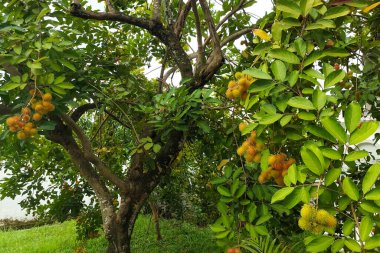 Rambutan meyvesi hala ağaçta asılı. Lezzetli Endonezya yaz meyvesi.