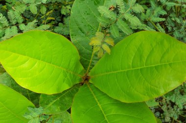 Çiçek yaprakları, soyut yeşil yaprak dokusu, doğa arka planı