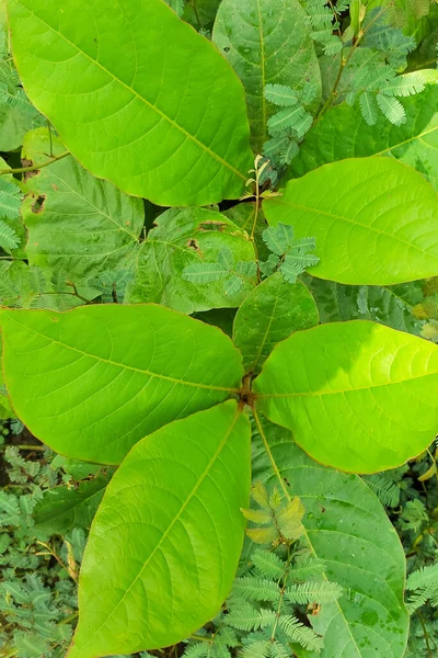 Çiçek yaprakları, soyut yeşil yaprak dokusu, doğa arka planı
