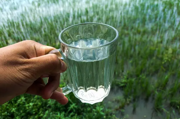 White water in a glass with rice fields in the background, suitable for the background