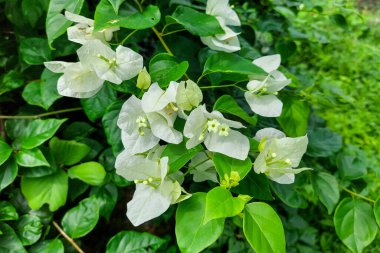 Güneşli bir günde yeşil yaprakların arasında beyaz çiçekler açar.