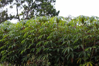 Sabah güneşinde hala yeşil olan kasava ağaçlarını görebilirsiniz.
