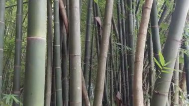 Gün boyunca aşağıdan gölgeli bambu ağaçlarının görüntüsü