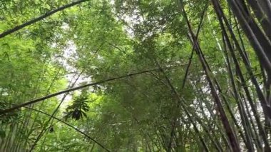Gün boyunca aşağıdan gölgeli bambu ağaçlarının görüntüsü