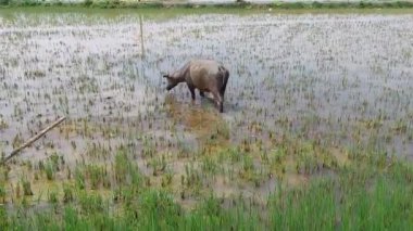 Öğleden sonra bir bufalo pirinç tarlasında ot yiyor.