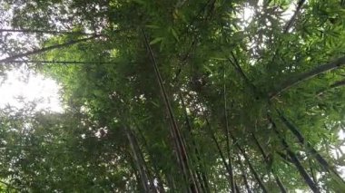 Gün boyunca aşağıdan gölgeli bambu ağaçlarının görüntüsü