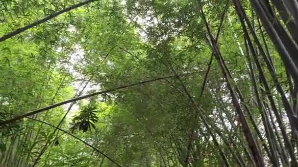 Вид Тінисті Бамбукові Дерева Знизу Протягом Дня — стокове відео