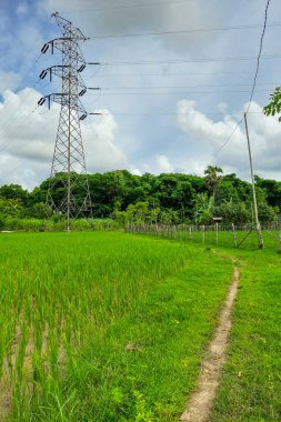 Pirinç tarlalarının kenarındaki patika çiftçinin evine çıkıyor.