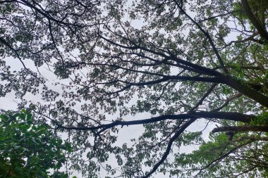 Yan yana yayılan ağaç dalları, arka plan için mükemmel.