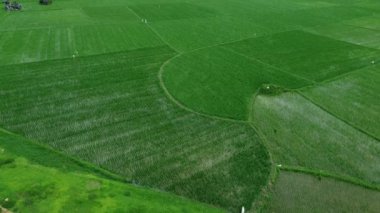 Yeni ekilmiş yeşil pirinç manzarası, arka plan için uygun.