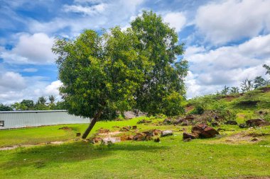 Sabahları dağın yamacındaki yeşil bir çayırda gölgeli bir ağaç.