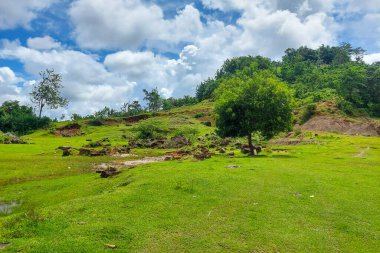 Sabahları dağın yamacındaki yeşil bir çayırda gölgeli bir ağaç.