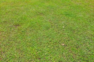 Yeşil çimen yaprağı dokusu, arkaplan için uygun