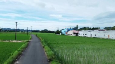 Sabahları pirinç tarlalarının kenarındaki asfalt yola bakıyorum.