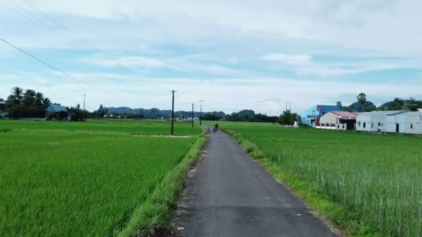 Blick Auf Die Gepflasterte Straße Rande Der Reisfelder Morgen — Stockvideo