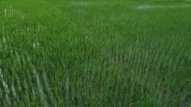 Düzgün sıralanmış pirinç tarlaları huzurlu ve güzel bir atmosfer yaratıyor.