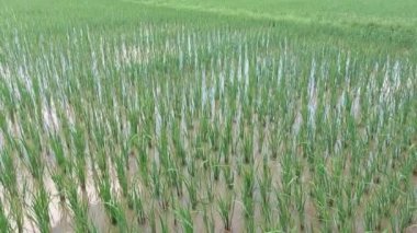 Düzgün sıralanmış pirinç tarlaları huzurlu ve güzel bir atmosfer yaratıyor.