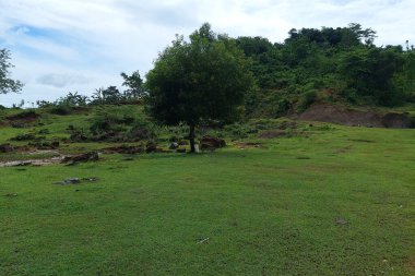 Sabahları dağın yamacındaki yeşil bir çayırda gölgeli bir ağaç.