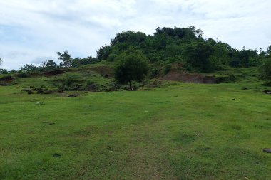 Sabahları dağın yamacındaki yeşil bir çayırda gölgeli bir ağaç.