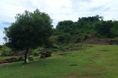 Sabahları dağın yamacındaki yeşil bir çayırda gölgeli bir ağaç.