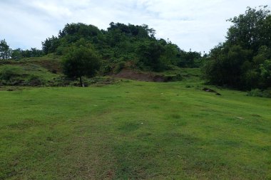 Sabahları dağın yamacındaki yeşil bir çayırda gölgeli bir ağaç.
