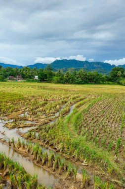 Öğleden sonra toplanan pirinç tarlalarının manzarası.