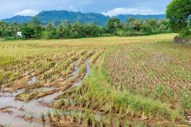 Öğleden sonra toplanan pirinç tarlalarının manzarası.