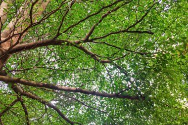 Yeşil yapraklı ağaç dalları gün boyunca çok düzenlidir.