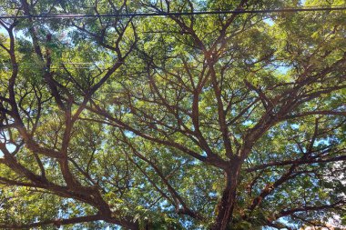 Yeşil yapraklı ağaç dalları gün boyunca çok düzenlidir.