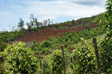 Gün boyunca dağlardaki biber tarlalarının manzarası