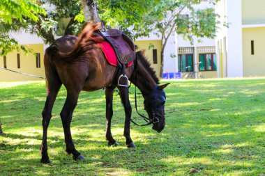 Atlar güneşli bir günde yeşil çimlerde yüzerler