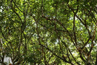 Gün boyunca yeşil yapraklı temiz ağaç dalları