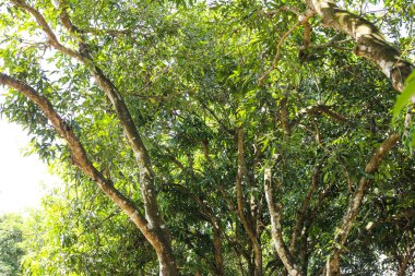 Gün boyunca yeşil yapraklı temiz ağaç dalları