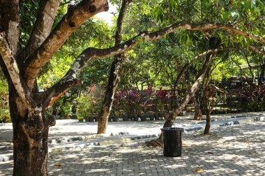 Gün boyunca parktaki ağaçların atmosferi...