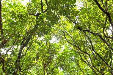 Gün boyunca yeşil yapraklı temiz ağaç dalları