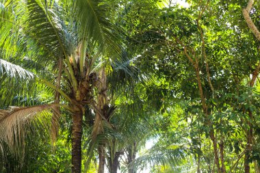 Güneşli bir günde Palm Leaves ve Sky 'ın dokusu