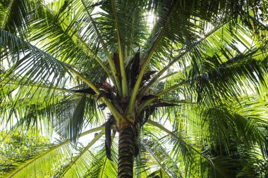 Güneşli bir günde Palm Leaves ve Sky 'ın dokusu