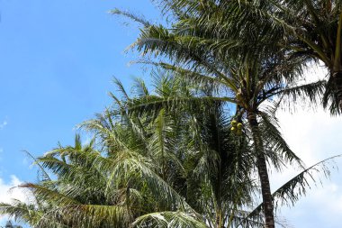 Güneşli bir günde Palm Leaves ve Sky 'ın dokusu
