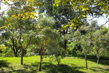 Sabahları parklar ve yeşil ağaçlar