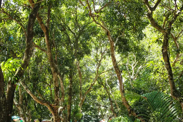 Gün boyunca yeşil yapraklı temiz ağaç dalları