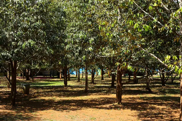 Gün boyunca yeşil yapraklı Durian ağaçları belirir