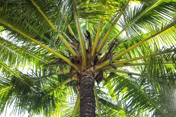 Güneşli bir günde Palm Leaves ve Sky 'ın dokusu