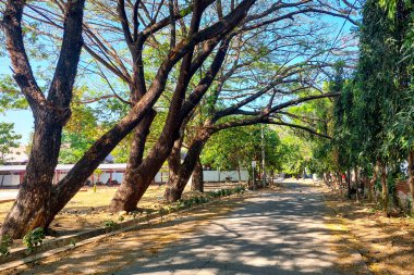 Yol yeşil yapraklı yemyeşil ağaçlarla dolu