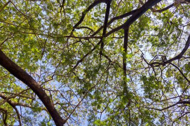 Ağaçlar ve Ağaç Yaprakları ile Dallar