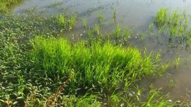 Bölgedeki yeşil çimenler rüzgârla savruluyor.