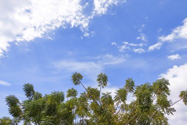 Ağacın Kenarı ve Gökyüzü