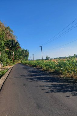 Paved Yolu ve Ağaçlar Kırsalda