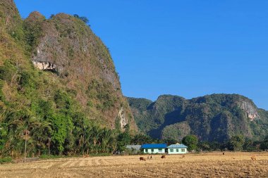 Kuru Pirinç Tarlaları Dağların ve Mavi Gökyüzünün Arkaplanına Karşı