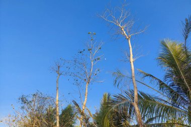 Mavi gökyüzüne karşı düzgünce dizilmiş ağaçlar