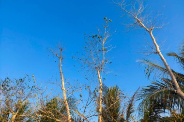 Mavi gökyüzüne karşı düzgünce dizilmiş ağaçlar